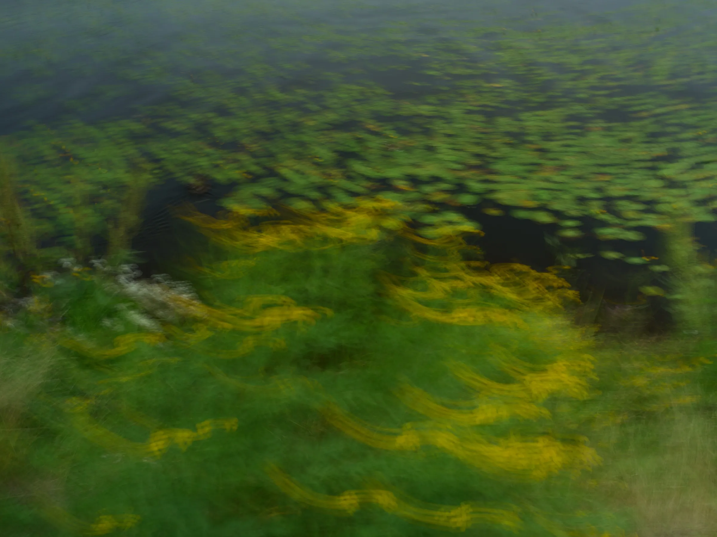 Verwischte Seerosen mit gelben Blüten zwischen Grüntönen