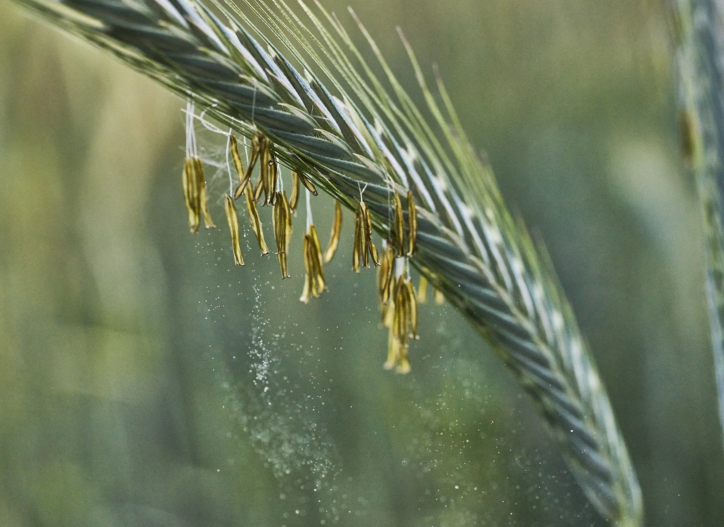 Detailaufnahme einer blühenden Roggenähre mit hängenden Staubbeuteln und sichtbarem Pollenflug