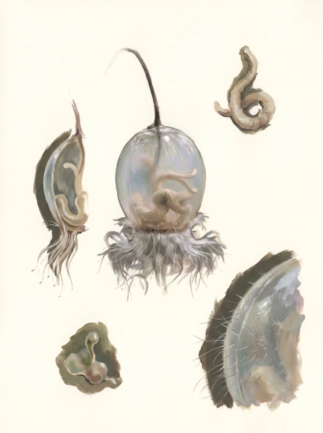 Membranschote