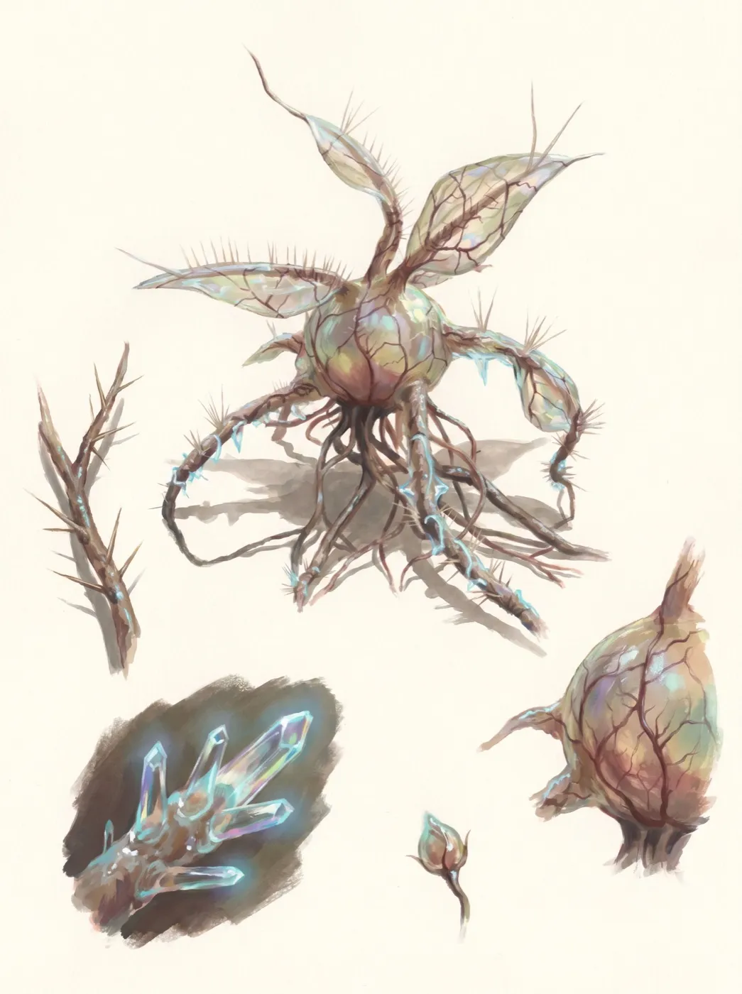 Studienblatt Vitrofilix coralloides
