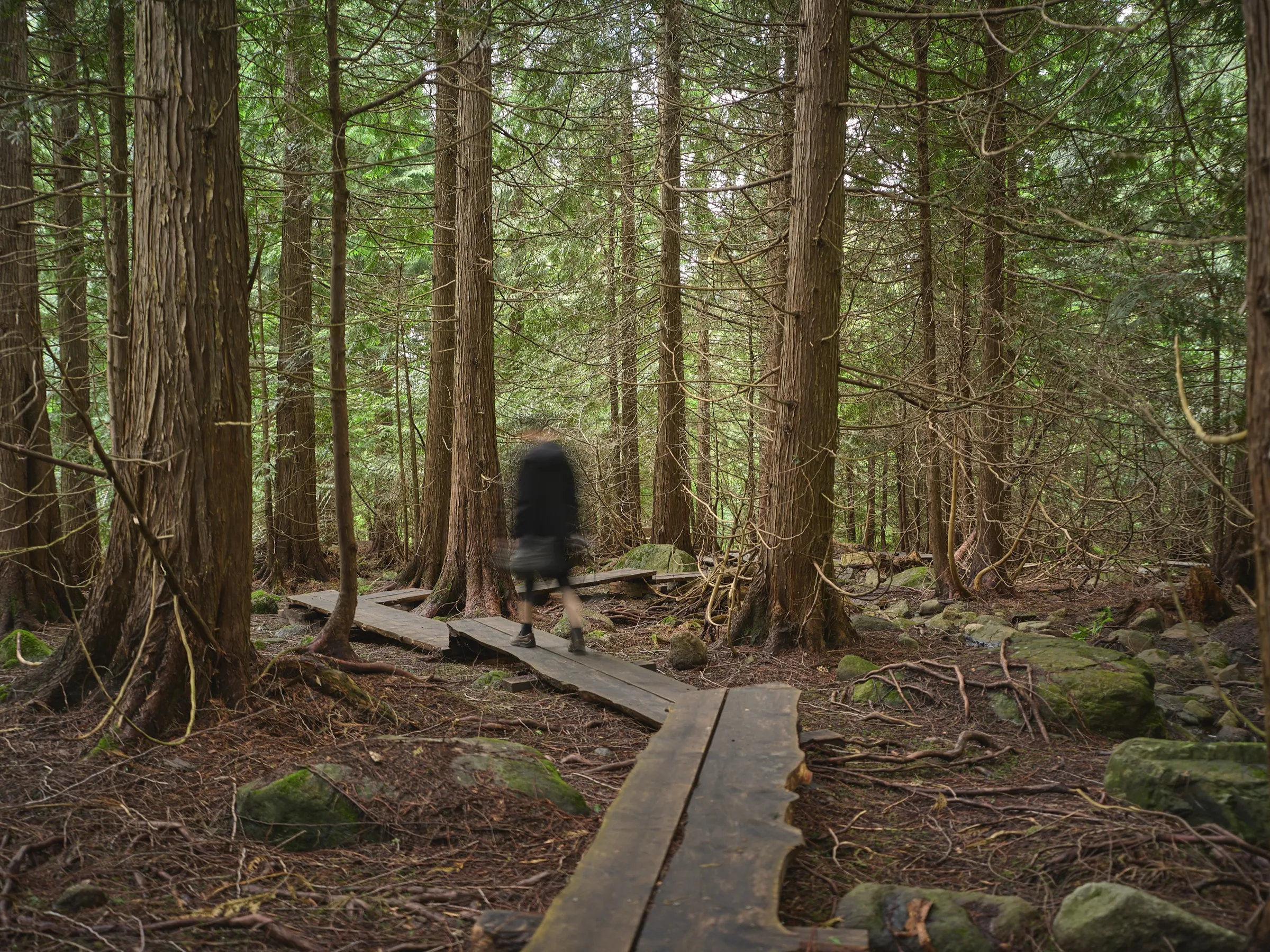 Bohlensteg im Thuja-Wald, am Ende des Weges eine bewegungsunscharfe Gestalt