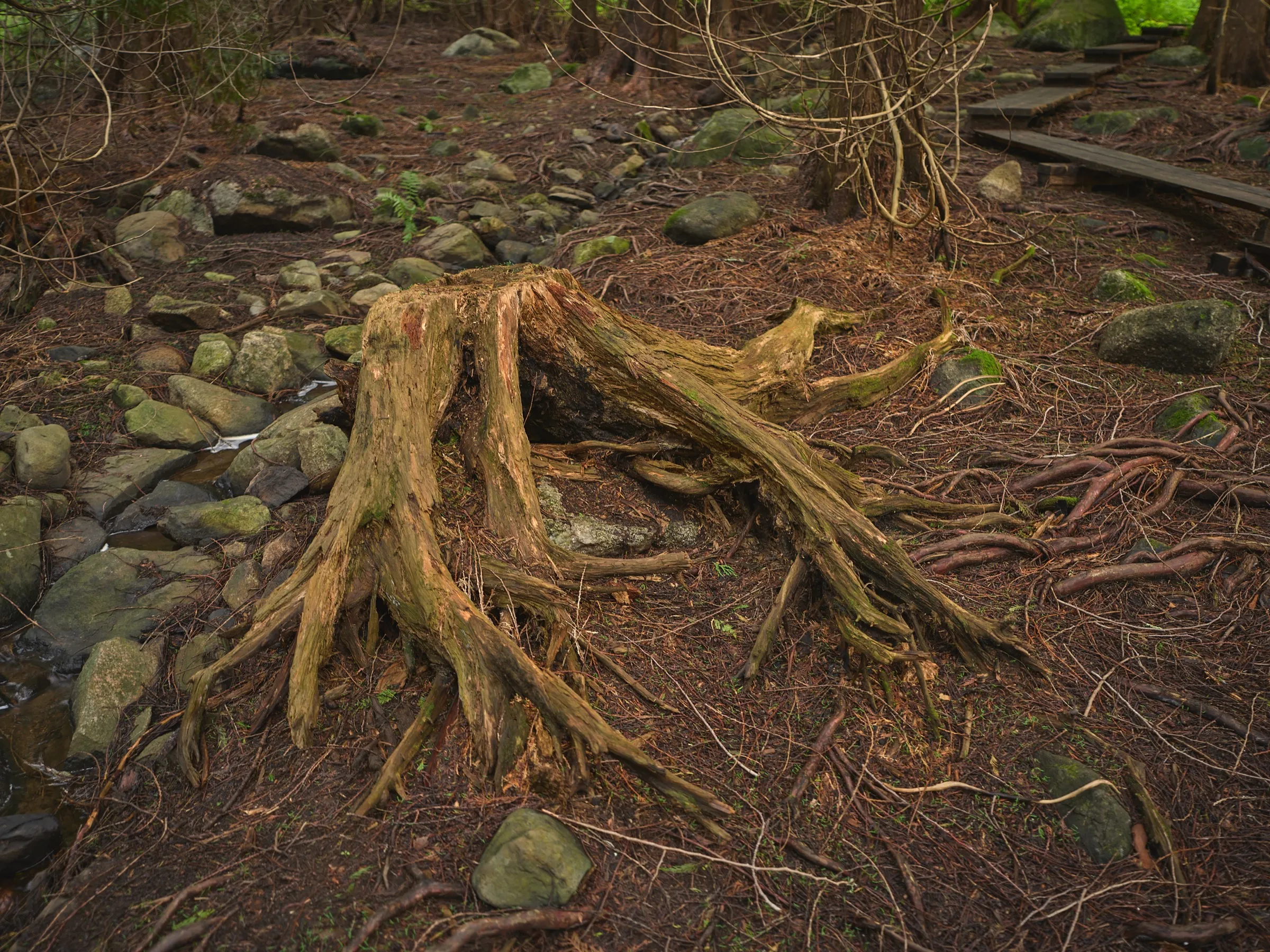 Freigelegter Wurzelstumpf wie eine Skulptur auf dem Waldboden