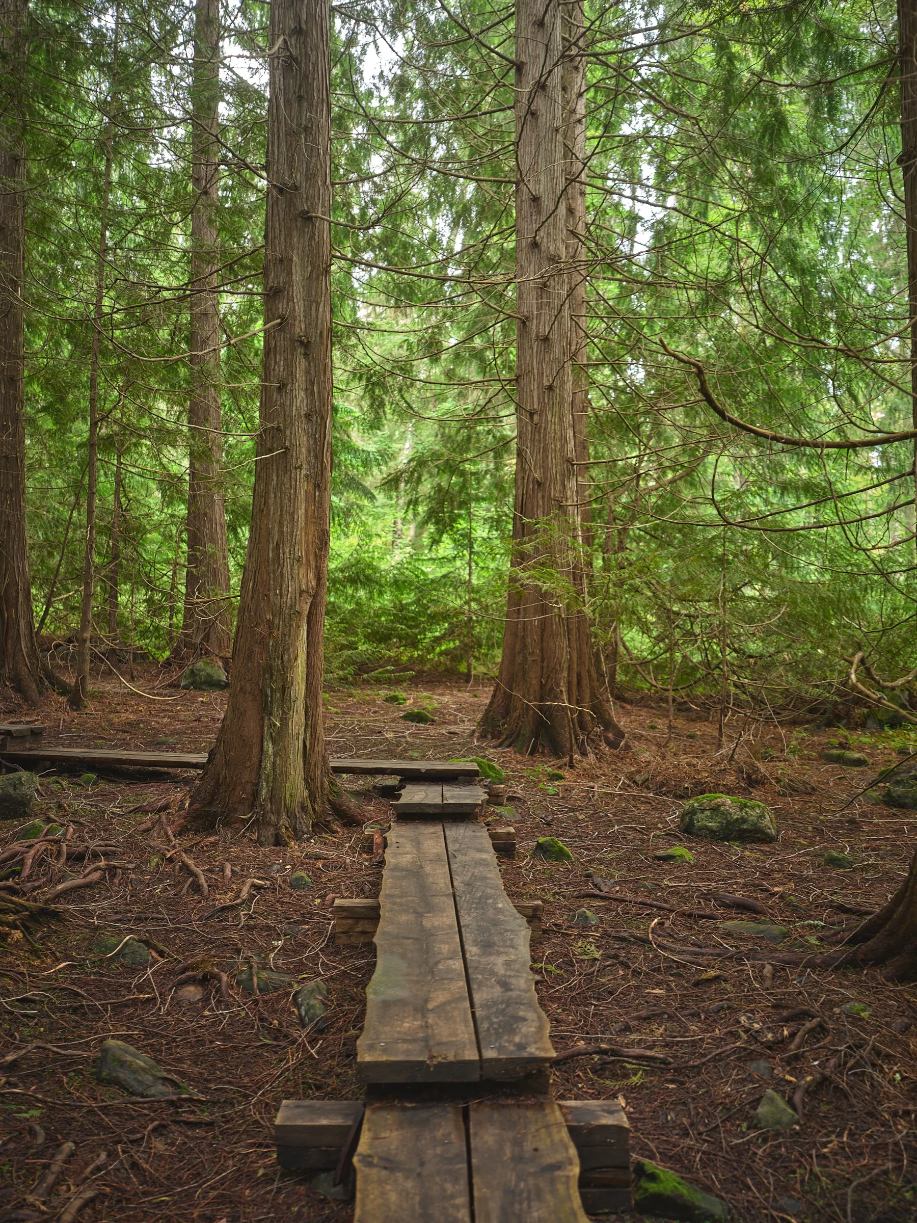Bohlensteg führt durch hohe Thuja-Stämme in die Tiefe des Waldes, Hochformat