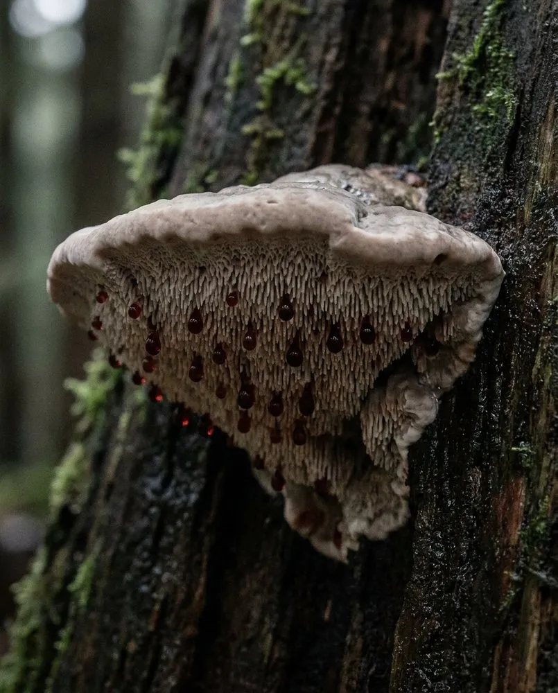 Konsolenartiger Pilz an einem Stamm