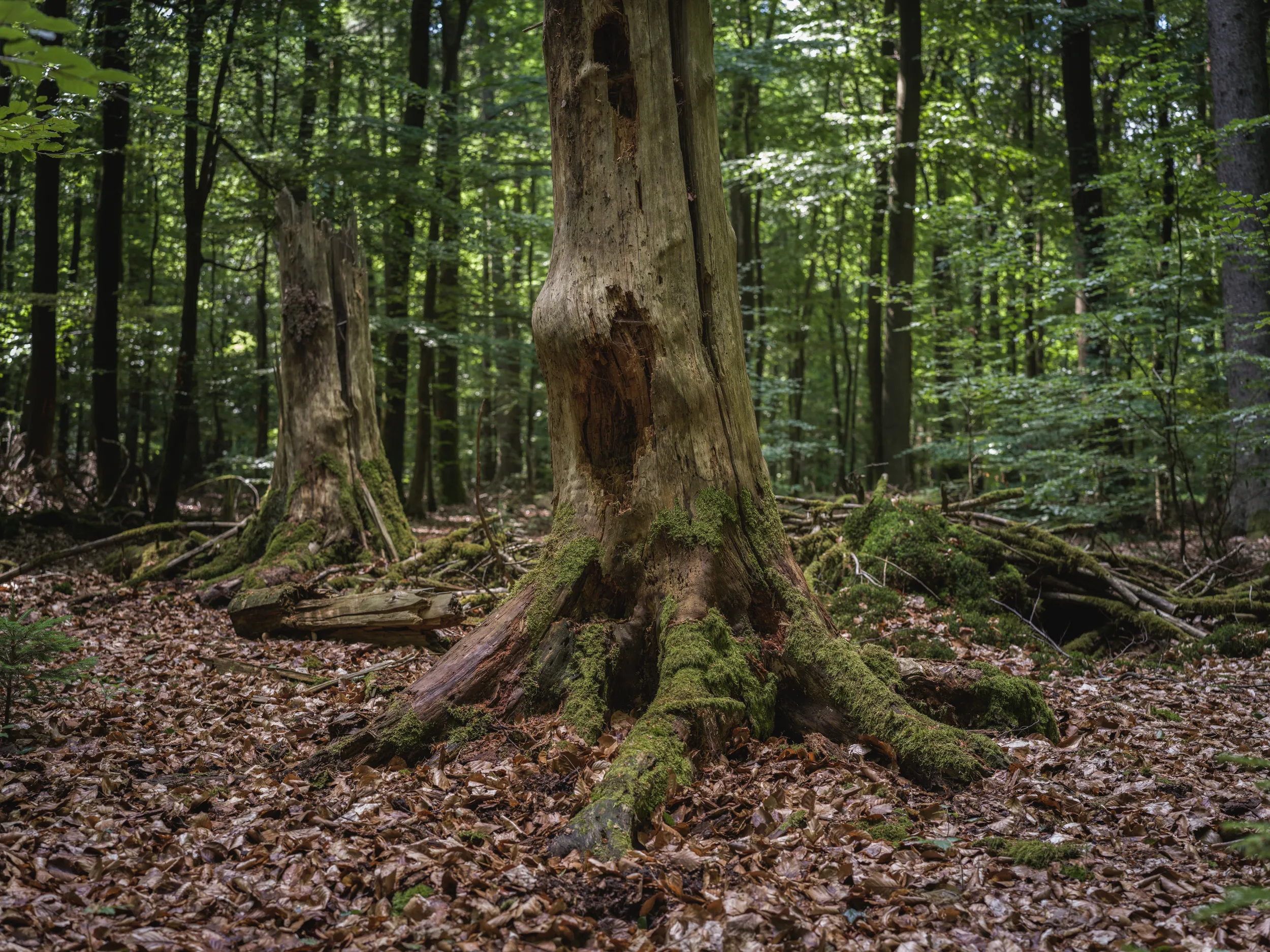 Reales Waldfoto aus dem Lüßwald bei Unterlüß, alter Stamm mit Moos, Totholz und altem Laub